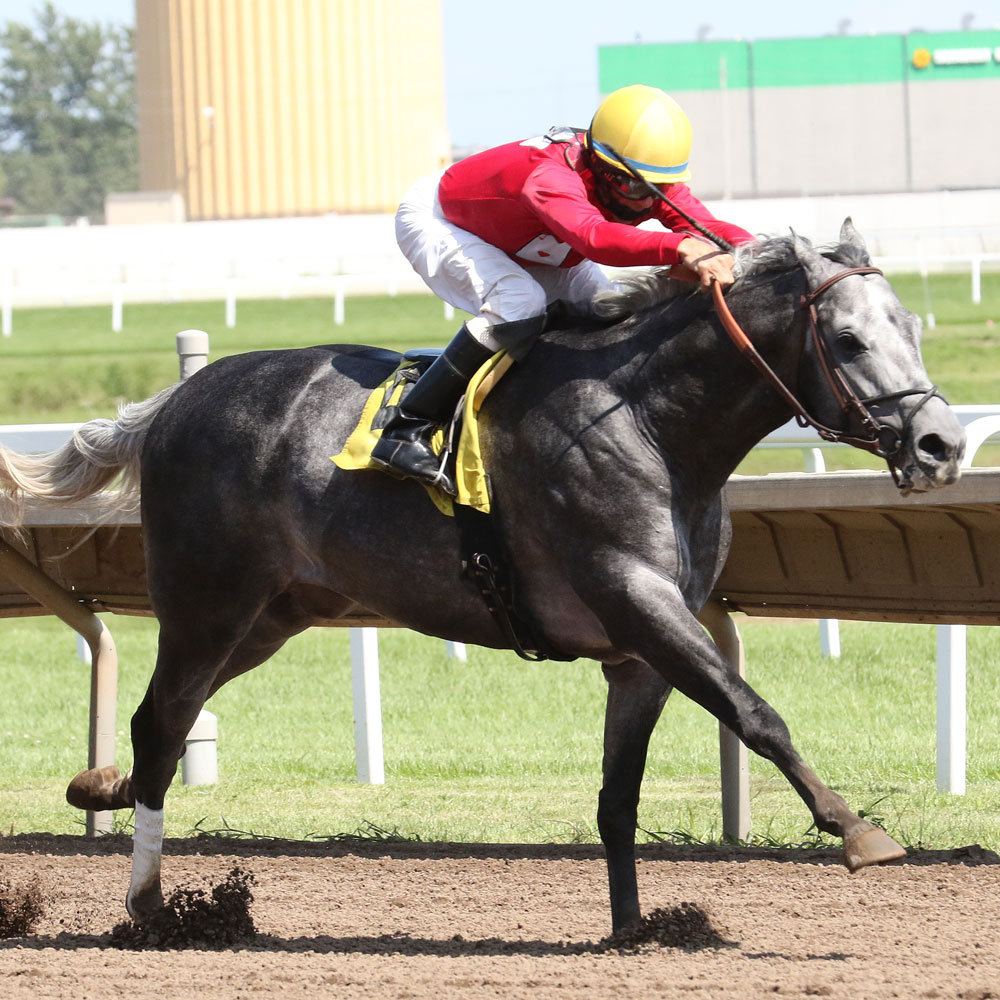 Stallion Service Auction Minnesota Thoroughbred Association