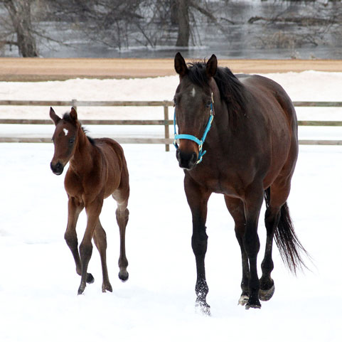 What is a Minnesota-bred?